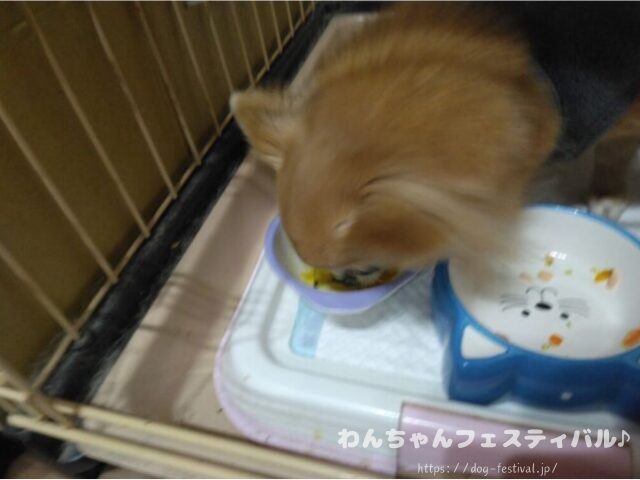 チワワ　手作りご飯　レシピ　おすすめ　犬の管理栄養士　監修