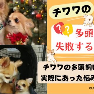 チワワです2点☆彡 価格の安い◾️犬MIX【 父：チワワ2.3㎏×母：シーズー3.5