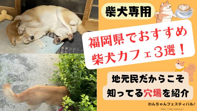 福岡　柴犬カフェ　おすすめ　地元民が教える　穴場