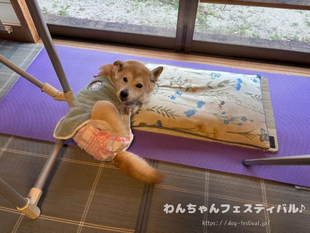 柴犬　老犬　可愛い　介護　体験談　ブログ　シニア