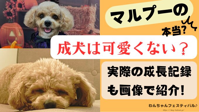 マルプー　成犬　可愛くない