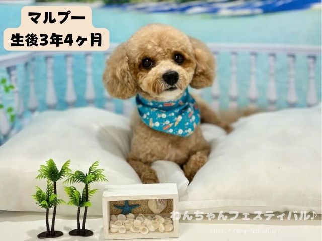 マルプー　成犬　可愛くない