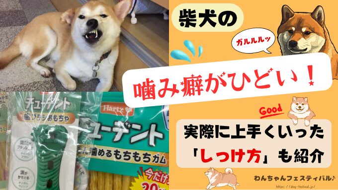 柴犬　子犬　噛み癖　ひどい　上手くいった　しつけ方　ブログ