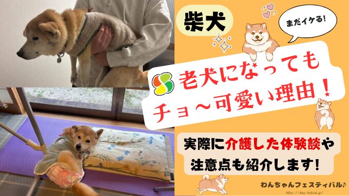 柴犬　老犬　可愛い　介護　体験談　ブログ　シニア