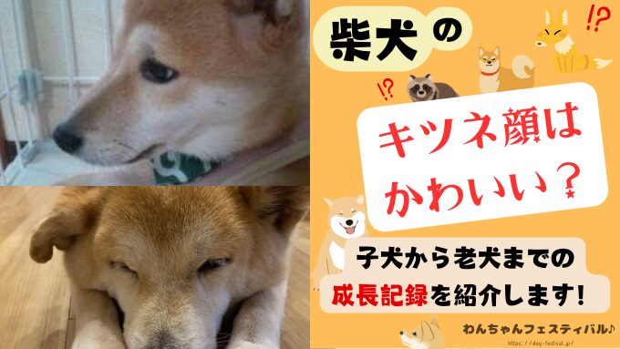 柴犬　キツネ顔　可愛くない　子犬　性格　老犬　特徴