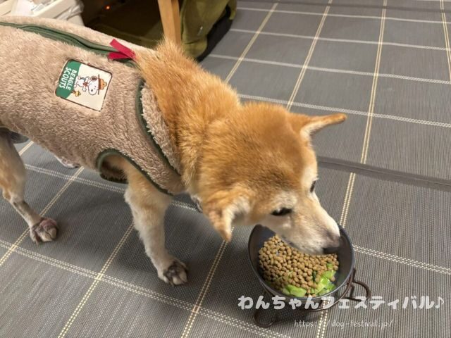 柴犬　老犬　可愛い　介護　体験談　ブログ　シニア