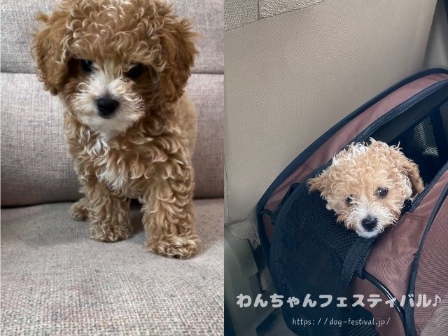 マルプー　成犬　可愛くない