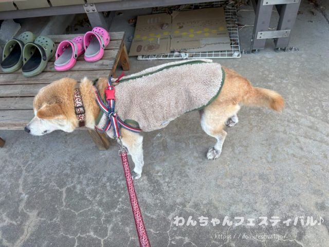 柴犬　老犬　可愛い　介護　体験談　ブログ　シニア