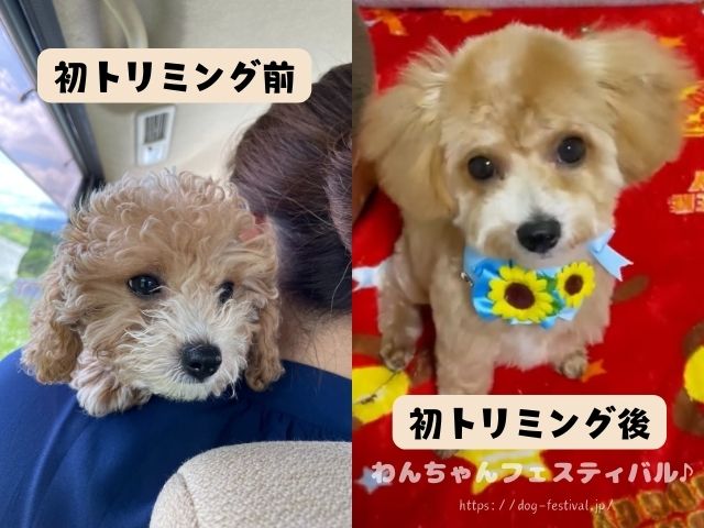 マルプー　成犬　可愛くない