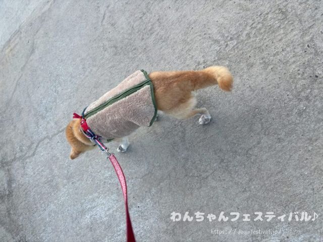 柴犬　老犬　可愛い　介護　体験談　ブログ　シニア