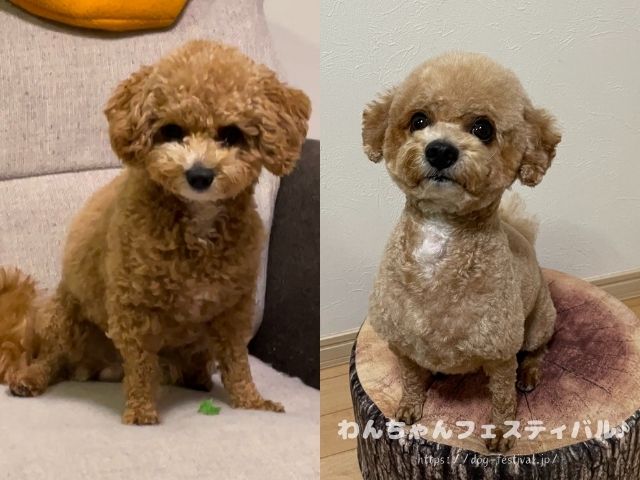 マルプー　成犬　可愛くない