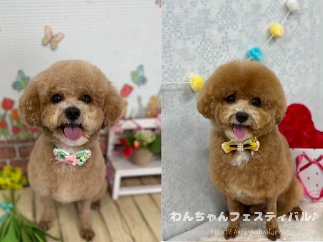 マルプー　成犬　可愛くない