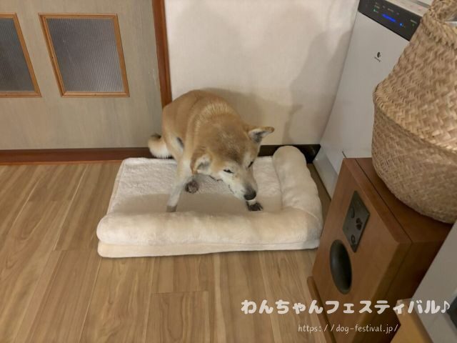 柴犬　老犬　可愛い　介護　体験談　ブログ　シニア