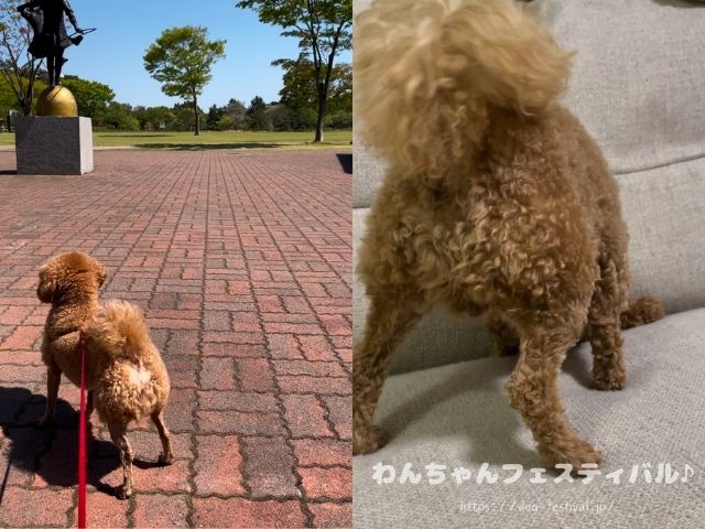 マルプー　成犬　可愛くない