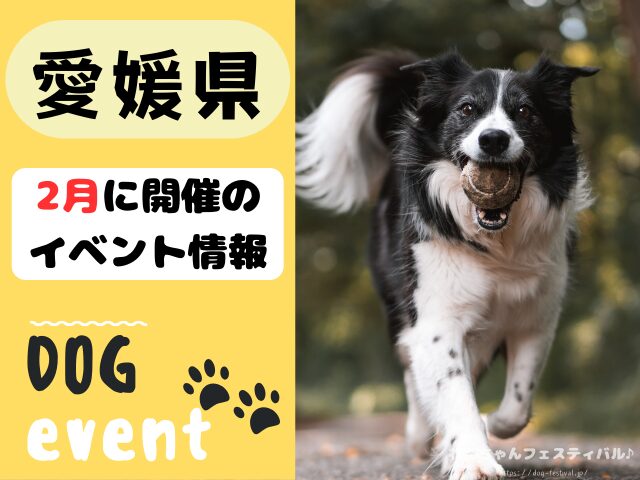 犬イベント　2月　愛媛