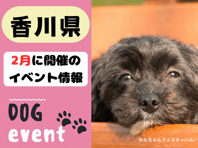 犬イベント　2月　香川