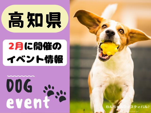 犬イベント　2月　高知