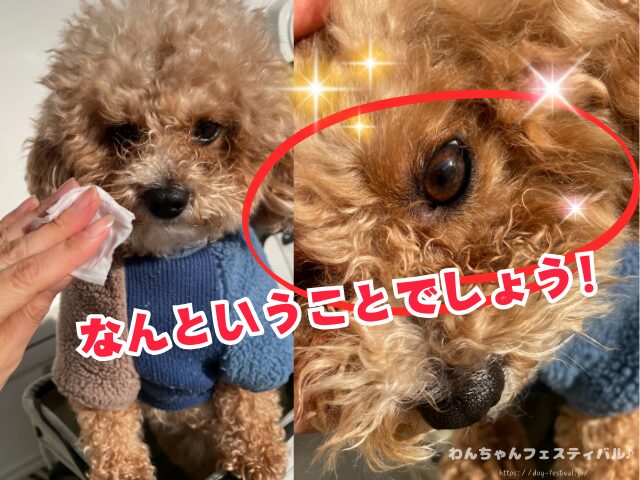 トレゾールブラン　涙やけ　効果　評価　口コミ　TRESOR BLANC　犬　愛犬　汚れ