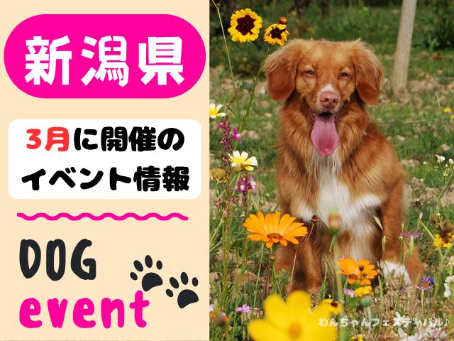 北陸地方　犬イベント　一覧　開催場所　日程　2025　3月