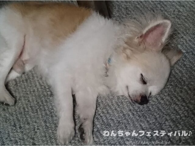 チワワ　老犬　介護　ブログ　食事量　回数　食べない　体験談　感想　経験談