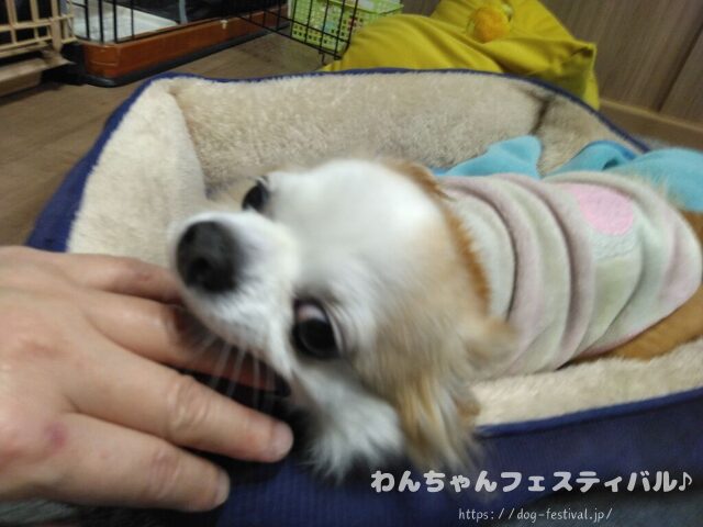 チワワ　老犬　介護　ブログ　食事量　回数　食べない　体験談　感想　経験談