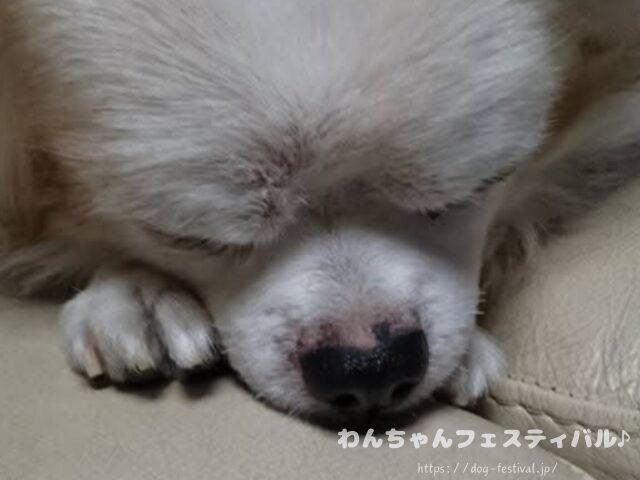 チワワ　老犬　介護　ブログ　食事量　回数　食べない　体験談　感想　経験談