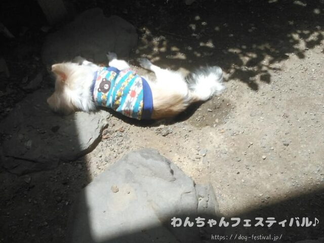 チワワ　老犬　介護　ブログ　食事量　回数　食べない　体験談　感想　経験談