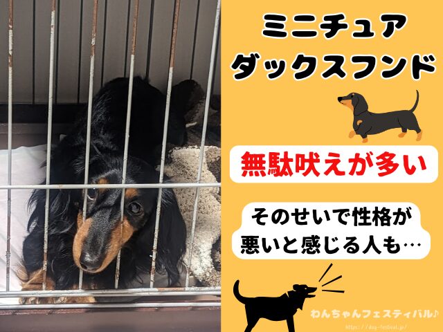 ミニチュアダックスフンド　性格悪いし　可愛くない　子犬　成犬