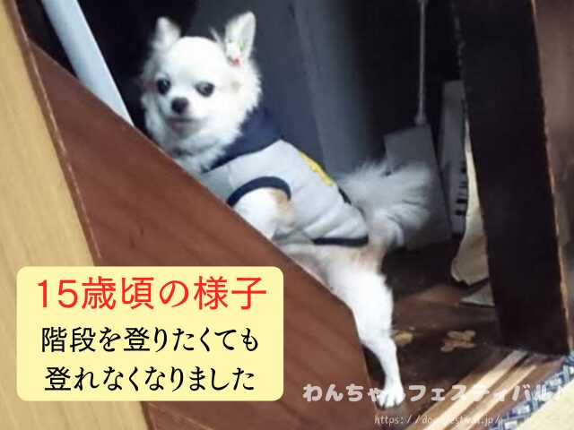 チワワ　老犬　介護　ブログ　食事量　回数　食べない　体験談　感想　経験談