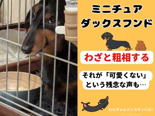 ミニチュアダックスフンド　性格悪いし　可愛くない　子犬　成犬