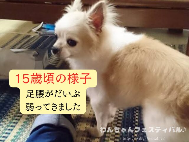 チワワ　老犬　介護　ブログ　食事量　回数　食べない　体験談　感想　経験談