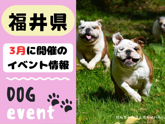 北陸地方　犬イベント　一覧　開催場所　日程　2025　3月