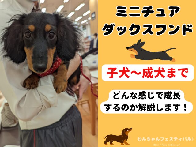 ミニチュアダックスフンド　性格悪いし　可愛くない　子犬　成犬