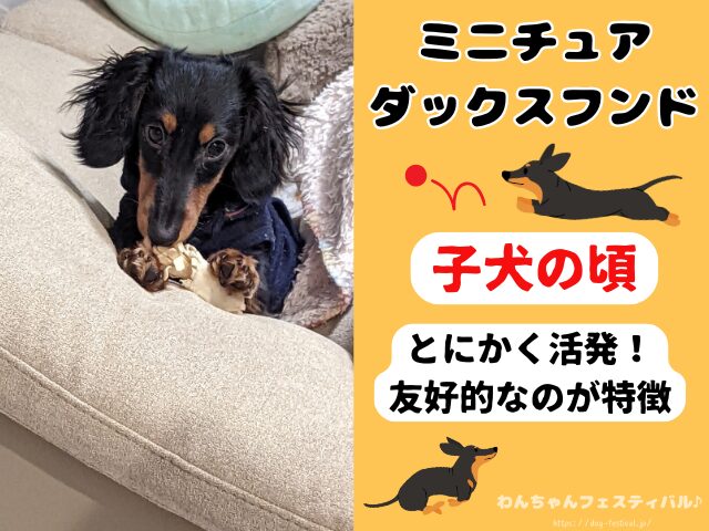 ミニチュアダックスフンド　性格悪いし　可愛くない　子犬　成犬