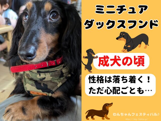 ミニチュアダックスフンド　性格悪いし　可愛くない　子犬　成犬