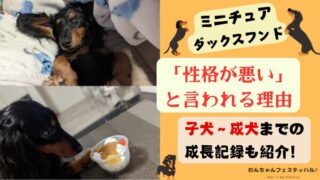 ダックス様ご依頼品おまとめ 楽天市場】犬 服 夏 春 伸びて 着せやすい 体温調整 温度調整