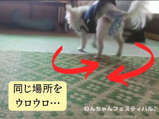 チワワ　老犬　介護　ブログ　食事量　回数　食べない　体験談　感想　経験談