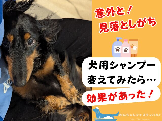 ミニチュアダックスフンド　抜け毛　ひどい　4年　飼った　感想　ブログ　レビュー　対策　体験談