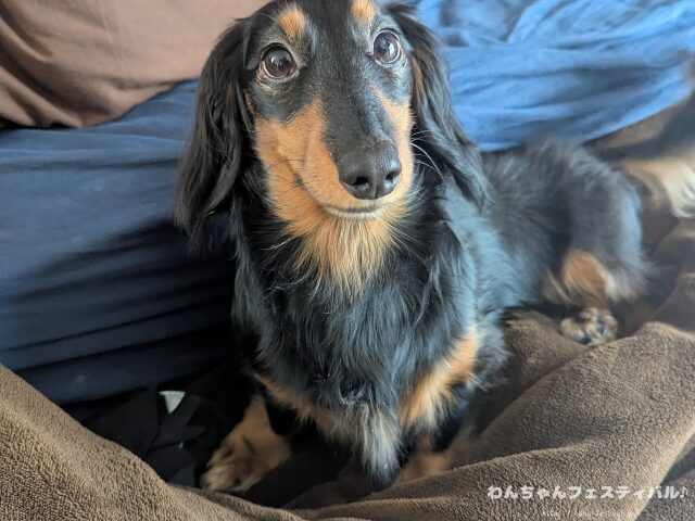 ミニチュアダックスフンド　体重推移　子犬　シニア　平均値　適正体重