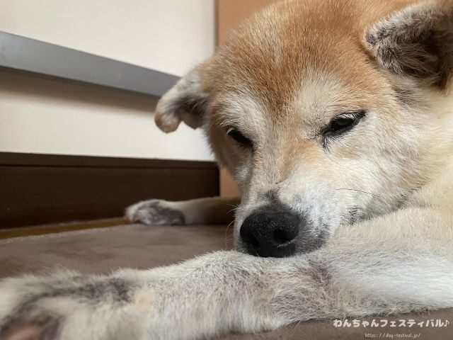 柴犬 飼う覚悟 手に負えない 穏やかに育てる