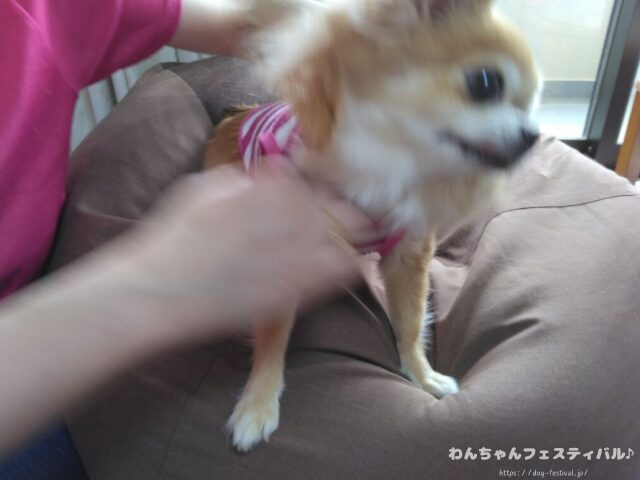 犬が服を嫌がる 理由 好きにさせる方法 適したサイズ 選び方