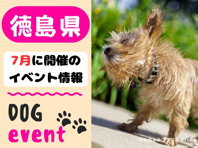 徳島 犬イベント 7月