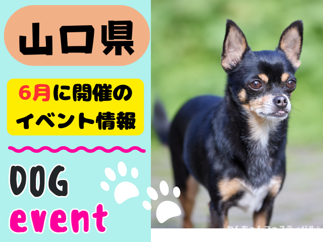 犬イベント　中国地方　岡山県　広島県　山口県　鳥取県　島根県　2026年　6月