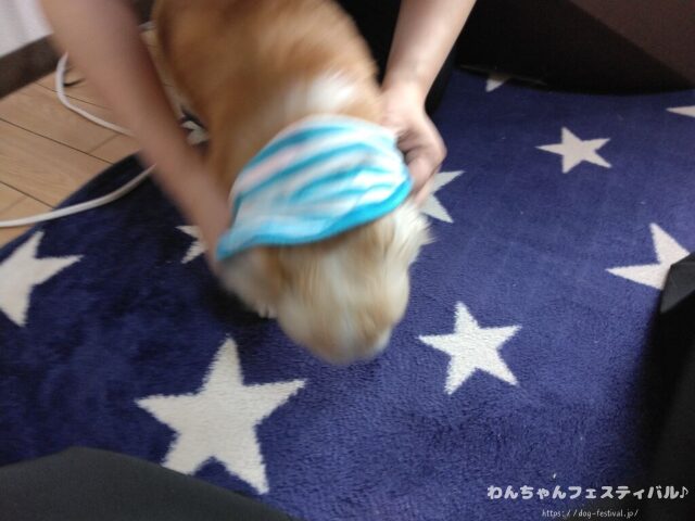 犬が服を嫌がる 理由 好きにさせる方法 適したサイズ 選び方