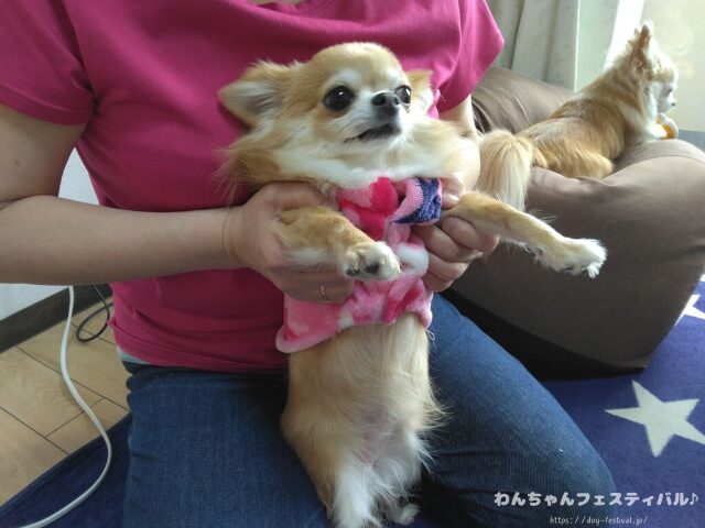 犬が服を嫌がる 理由 好きにさせる方法 適したサイズ 選び方