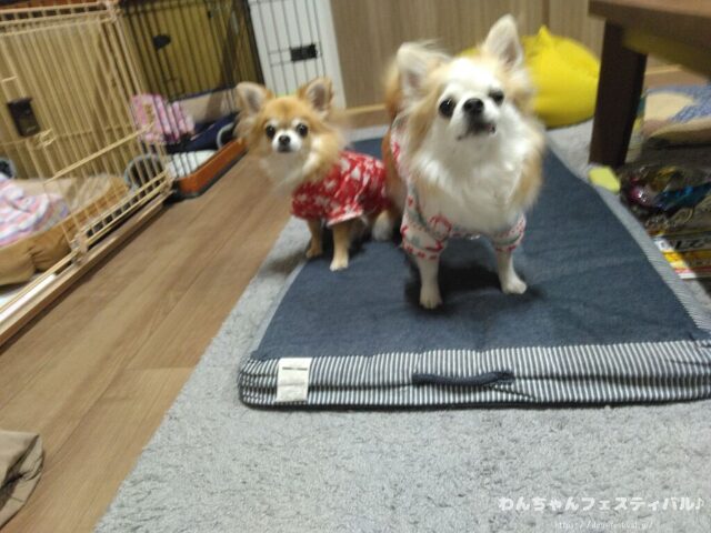 犬が服を嫌がる 理由 好きにさせる方法 適したサイズ 選び方