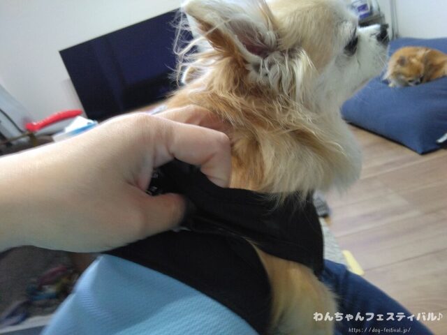 犬が服を嫌がる 理由 好きにさせる方法 適したサイズ 選び方