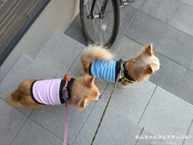 犬が服を嫌がる 理由 好きにさせる方法 適したサイズ 選び方