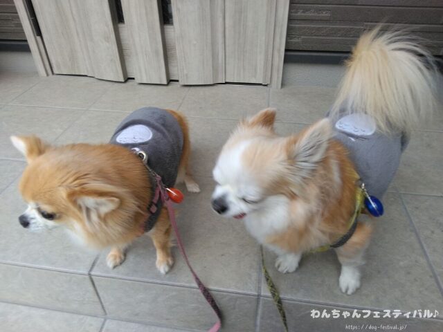 犬が服を嫌がる 理由 好きにさせる方法 適したサイズ 選び方