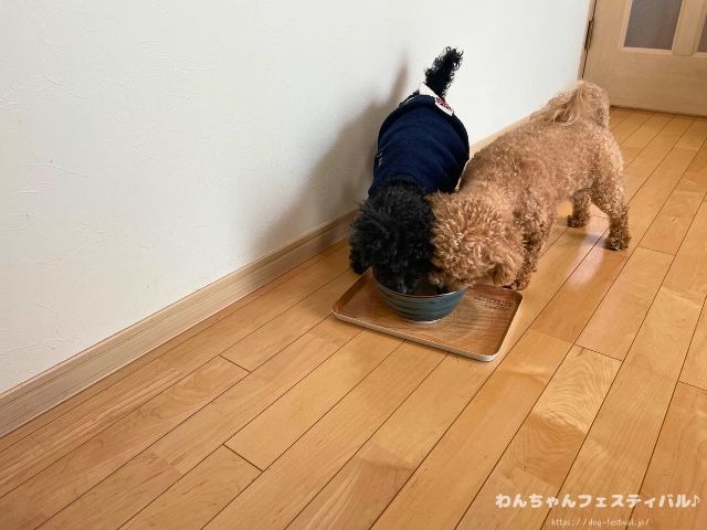 犬 おすすめ ウォーターサーバー 実際 与えてみた 感想 体質改善 レビュー エブリフレシャス